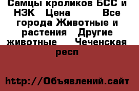Самцы кроликов БСС и НЗК › Цена ­ 400 - Все города Животные и растения » Другие животные   . Чеченская респ.